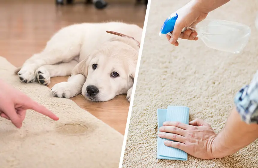 Homemade Carpet Cleaner for Pet Urine