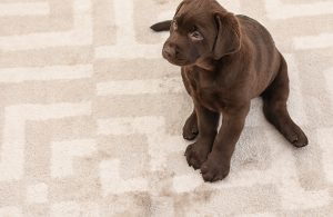 How to Clean an Area Rug with Pet Urine